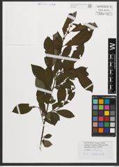 Foto von Salix appendiculata Vill.